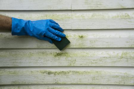 Mold and mildew removal